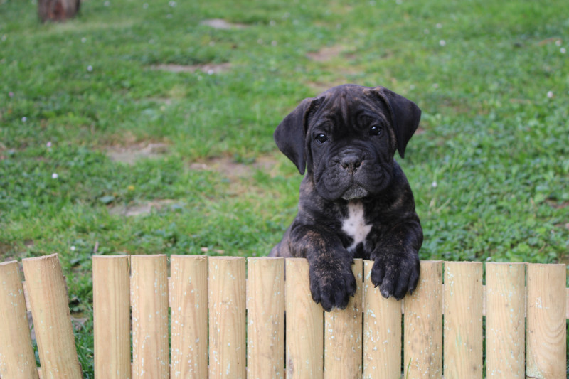 Cane Corso - Chiots Cane Corso, 1 mois et demi ?