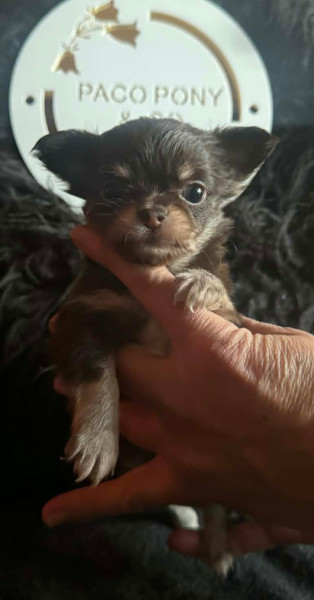 Chihuahua - Chiots chihuahua poils courts et poils longs