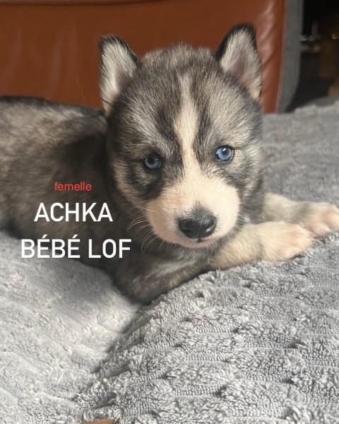Siberian Husky - vends chiots Husky de Siberie LOF - LOVE HUSKY