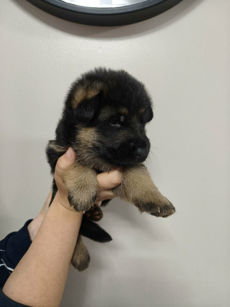 Berger Allemand - Chiot Berger Allemand