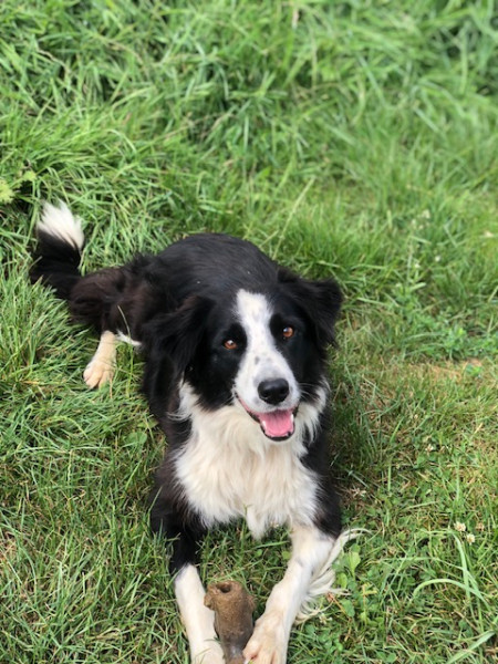 Border Collie - Chiots border collie lignées de travail