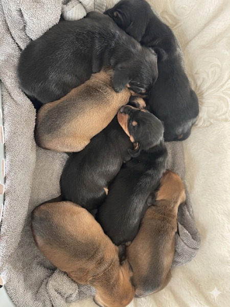 Chiot Teckel poil ras