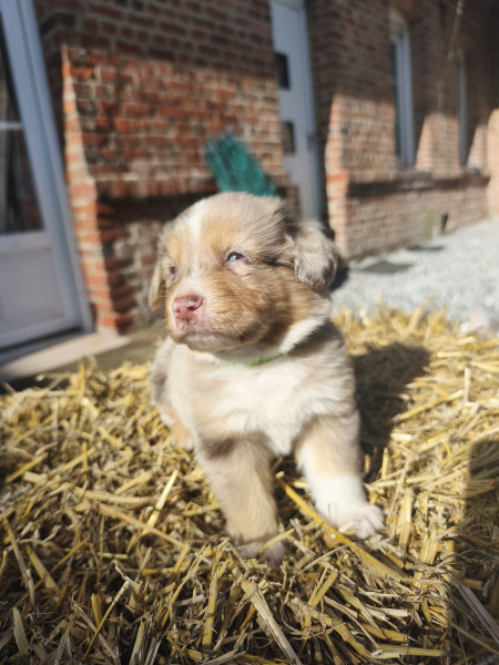 Berger Américain Miniature  - Berger Américain Miniature - La Grange Aux Amis