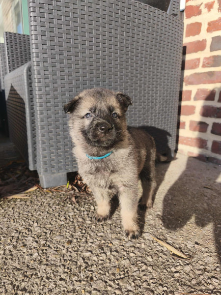 Berger Allemand - Chiots berger allemand lignée travail - Du domaine d'ostah