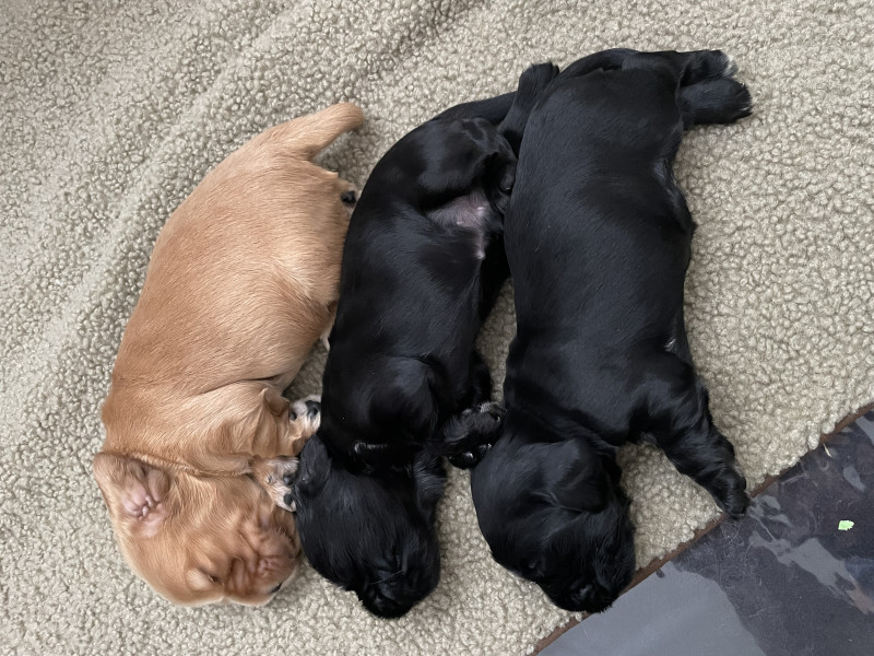 Chiot Cocker Spaniel Anglais