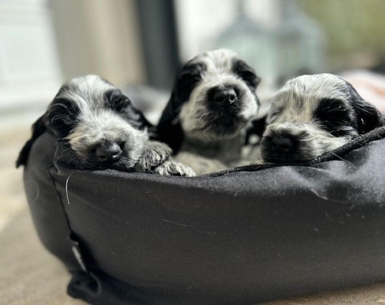 Cocker Spaniel Anglais - Adorables Cockers Spaniel Anglais en pleine santé !