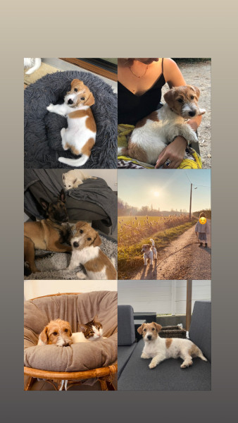 Jack Russell Terrier - Chiot Jack Russell poil long LOF