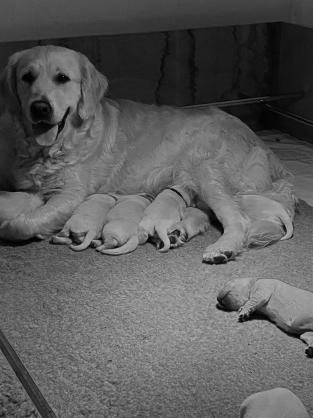 Golden Retriever - Chiots Golden Retriever