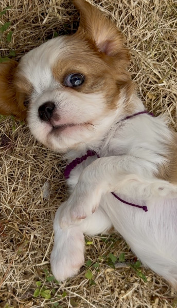 Cavalier King Charles Spaniel - Adorables chiots cavalier King Charles spaniel