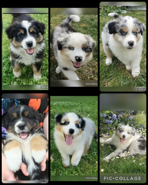 Berger Australien - Chiots LOF bergers australiens