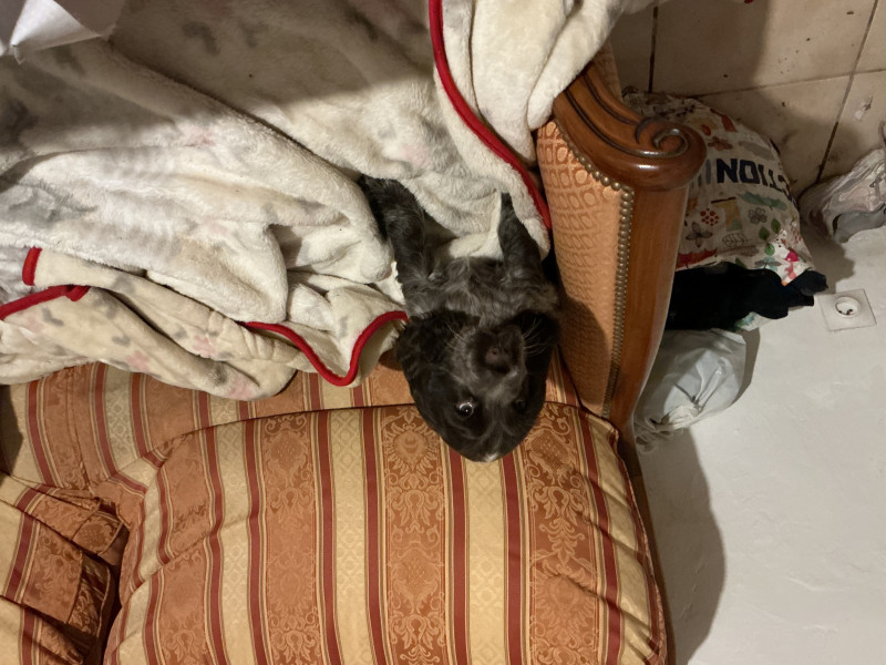 Cocker Spaniel Anglais - Réservation cocker anglais - Le clos de la gadette