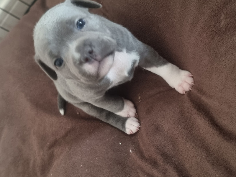 Staffordshire Bull Terrier - Staffie