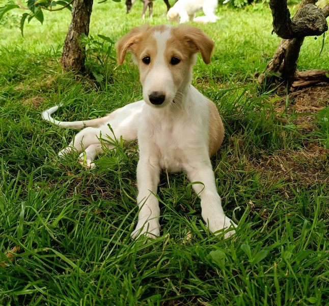Barzoi - Adorables chiots Barzoi