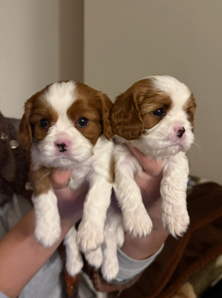 Cavalier King Charles Spaniel - Adorables chiots Cavalier King Charles ! - 915126