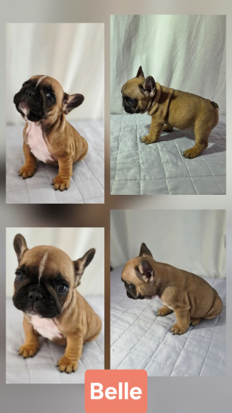 Bouledogue français - Chiots bouledogue français