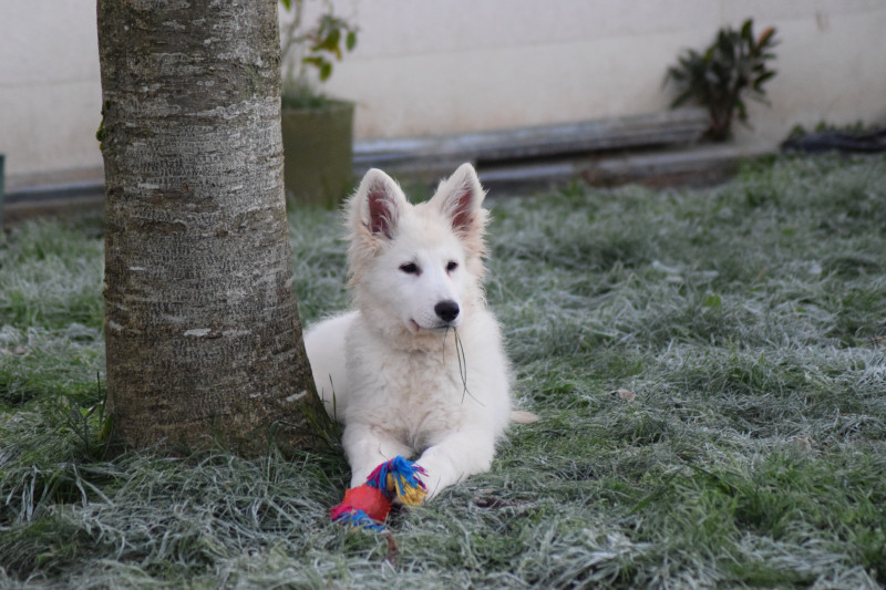 Berger Blanc Suisse - VENDS CHIOTS BERGER BLANC SUISSE - DOMAINE DE L'ECRIN D'ANAHID
