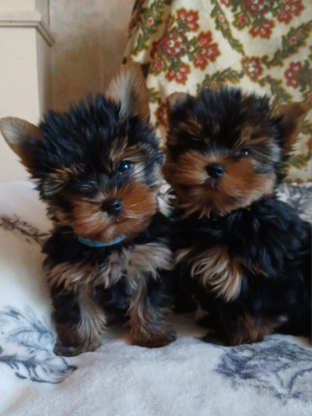 Yorkshire Terrier - Chiots mâles YORKSHIRE