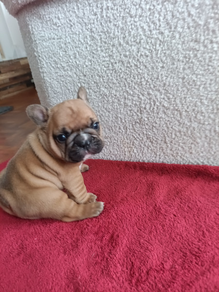 Bouledogue français - Chiots bouledogue français