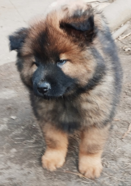 Eurasier - Vente chiots eurasier lof - des collines de haute bretagne