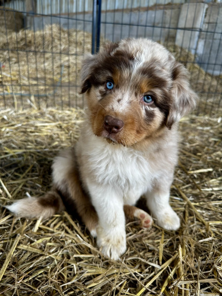 Berger Australien - Chiots bergers australiens lof