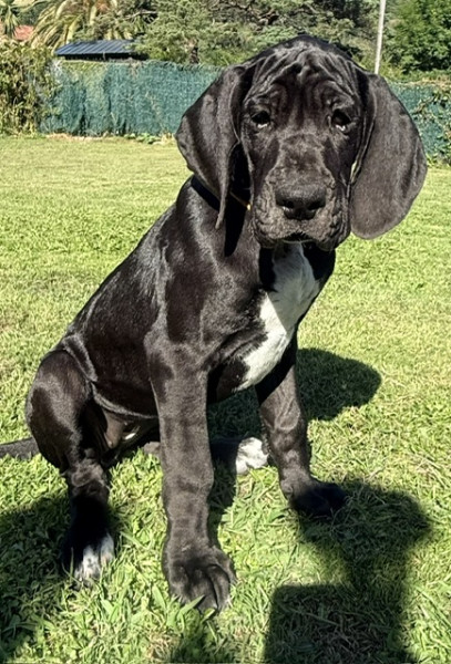 Dogue allemand - Chiots Dogue Allemand LOF - La Vallée de la Soule