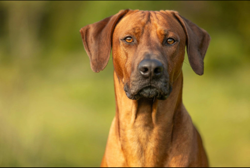 Rhodesian Ridgeback - Chien de famille Rodhesian Ridgeback