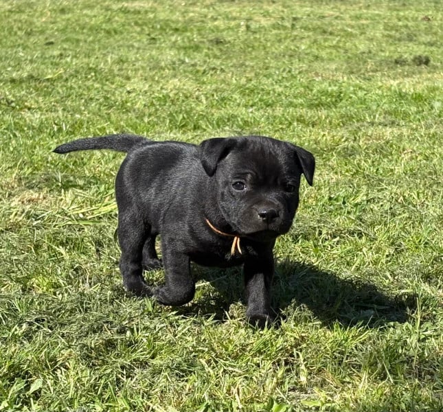 Staffordshire Bull Terrier - CHIOTS STAFFIE NOIR