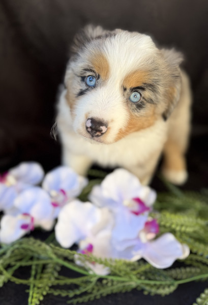 Chiot  Berger Américain Miniature