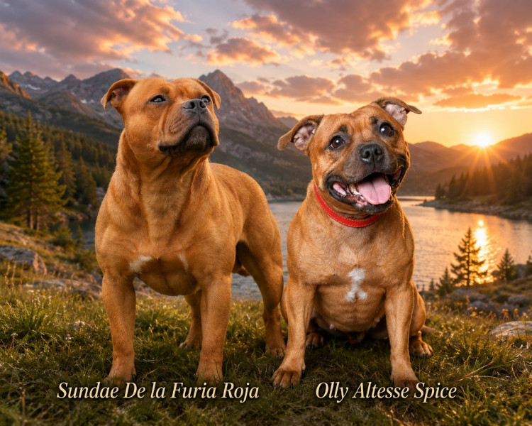 Chiot Staffordshire Bull Terrier