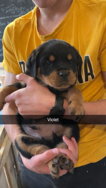 Rottweiler - Chiots rottweiler