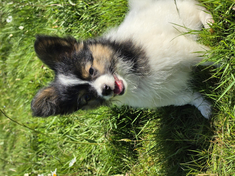 Epagneul nain Continental (Papillon) - Chiot épagneul papillon disponible à la réservation - embrace the moon