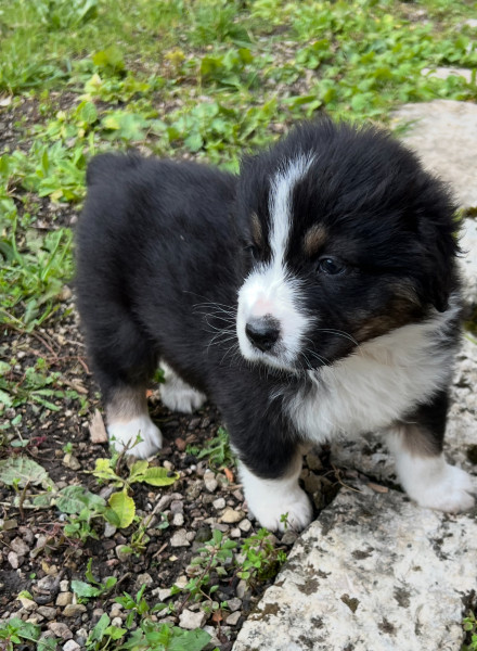 Chiot  Berger Australien