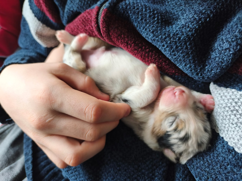 Berger Australien - Chiots LOF bergers australiens
