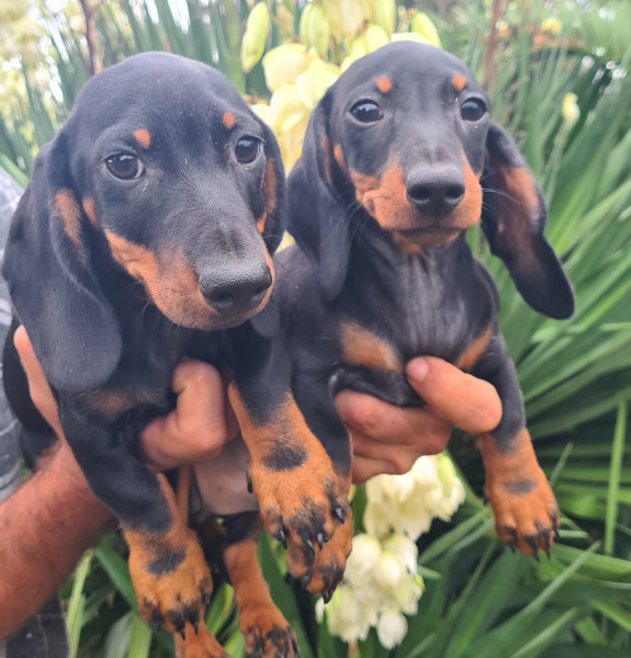 Chiot Teckel poil ras