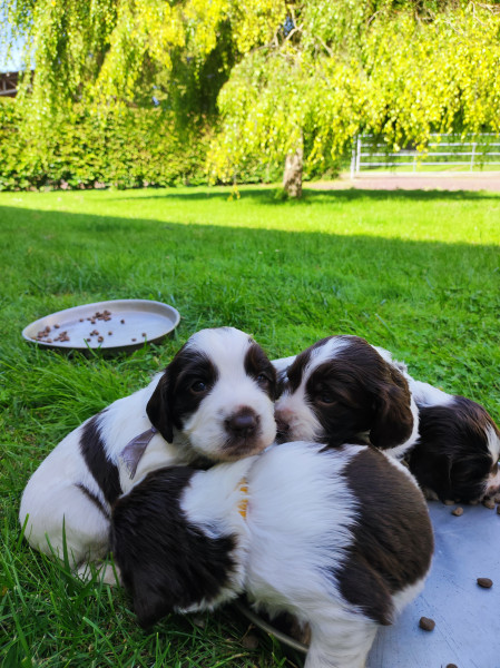 English Springer Spaniel - Chiots English Springer Spaniel