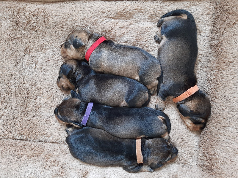 Chiot Teckel poil dur
