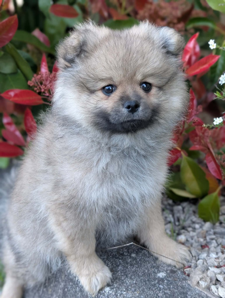 Spitz allemand - chiots spitz allemand - un ?illet en Provence