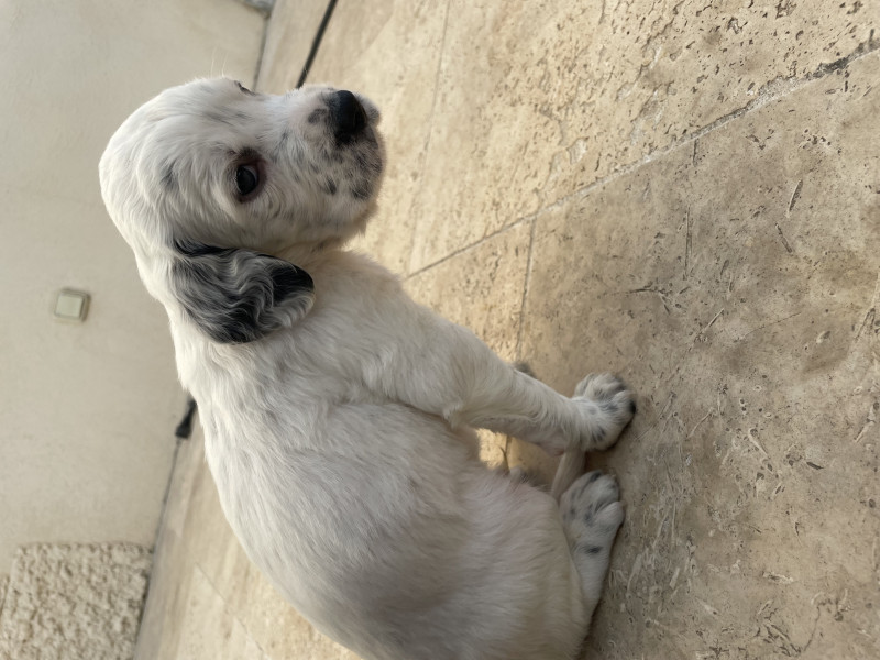 Setter Anglais - Chiots setters anglais - Des montagnes dromoises