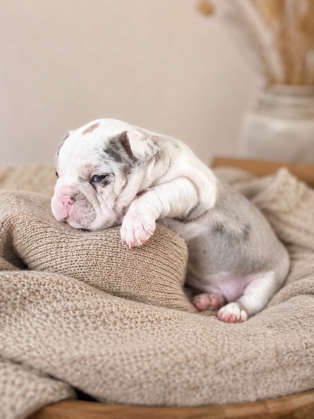 Bouledogue français - Chiots Bouledogue Français - LKM KENNEL