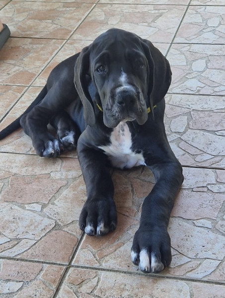 Dogue allemand - Chiots Dogue Allemand - La Vallée de la Soule