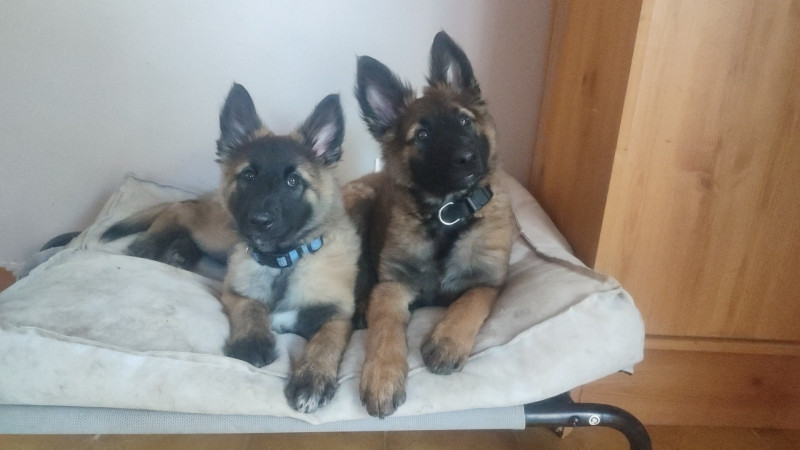 Berger Belge - Berger belge Tervueren ligné travail