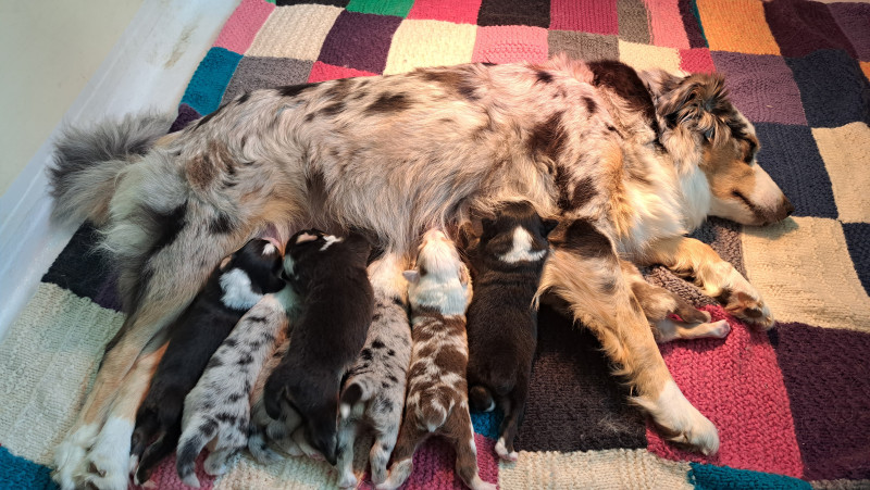 Berger Australien - Chiots Berger Australien LOF