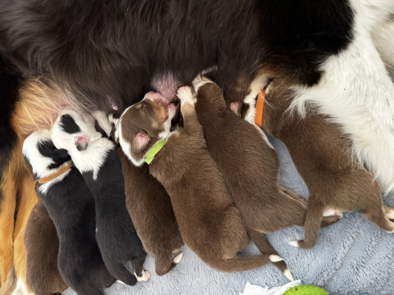 Berger Australien - Chiots Berger Australien