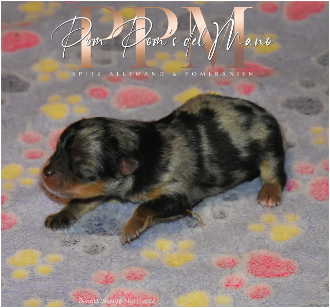 Spitz allemand - Superbes chiots poms