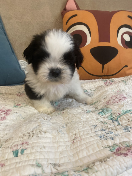 Shih Tzu - bébés Shih Tzu