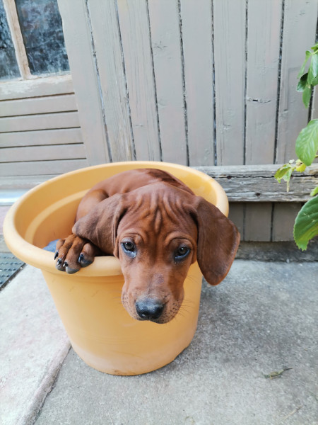 Rhodesian Ridgeback - vente chiots rhodésian ridgeback