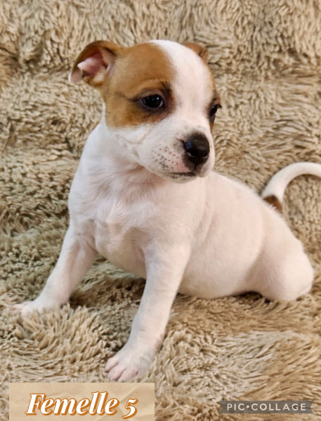 Staffordshire Bull Terrier - Staffie LOF - Of the stafford black panther