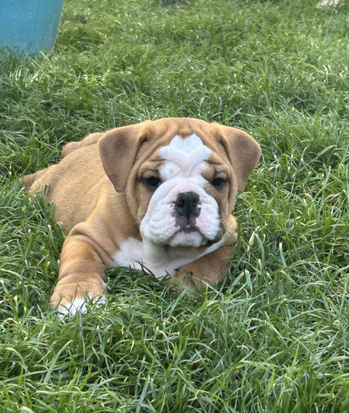 Bulldog Anglais - Vends Buldog anglais, lof