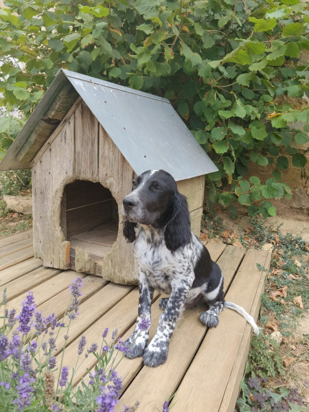 Setter Anglais - chiot setter anglais