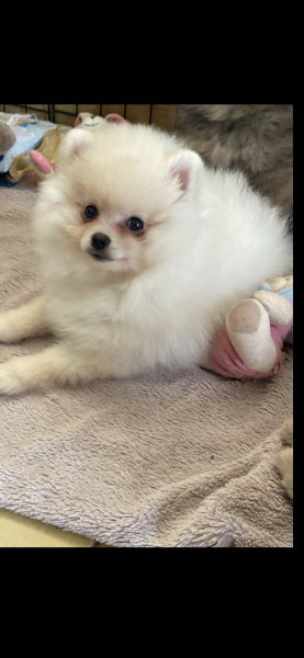 Spitz allemand - Chiots spitz Lof